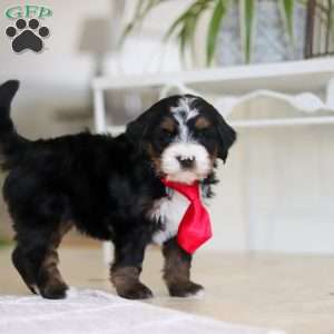 Chico, Mini Bernedoodle Puppy